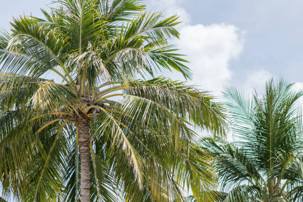istock Coconut palms on sunny beach in Maldives 1212045076