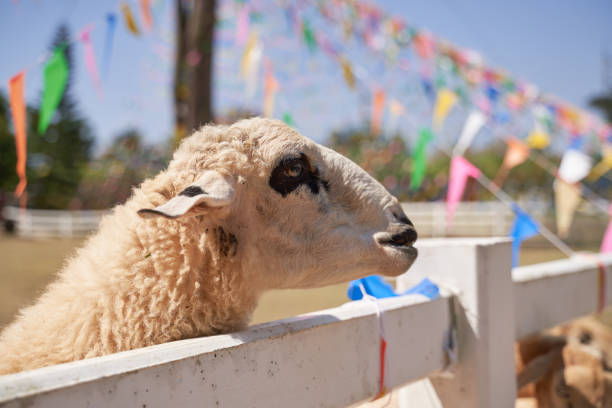 istock Sheep standing chewing the grass. Nature, food 1212046505