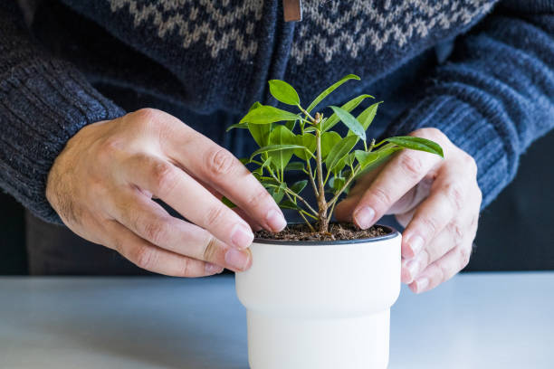 istock Planting a plant at home. 1212047731