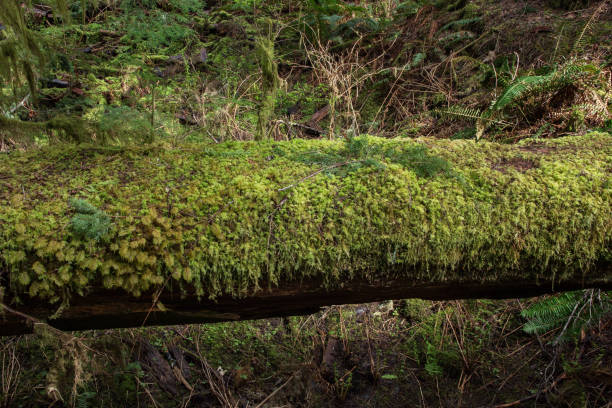 istock West Coast -Avatar Grove 1212047753