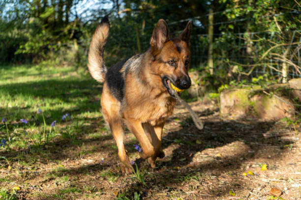istock german shepherd dog outdoors 1212048214