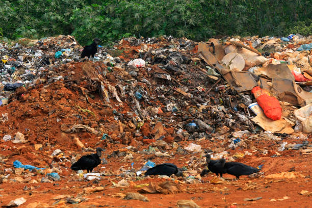 sęp nad śmieciami - landfill garbage dump garbage bird zdjęcia i obrazy z banku zdjęć