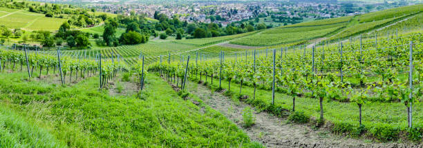 istock Panorama Vineyard in the South of Germany 1212049059