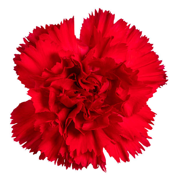 istock Red carnations flower isolated on white background 1212052766