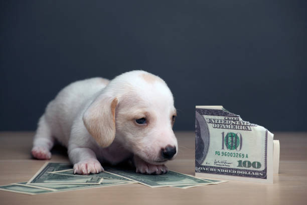 istock image of dog money dark background 1212052875