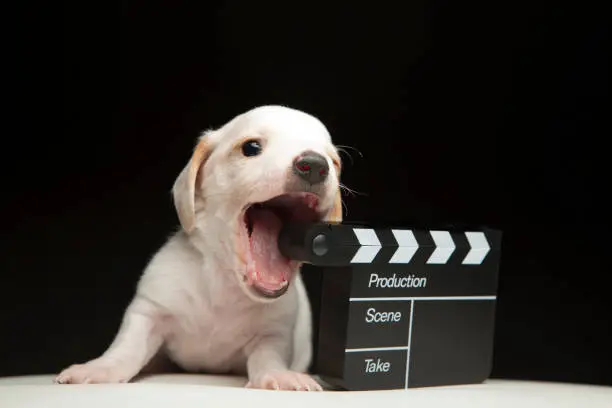 Photo of image of dog clapper board dark background