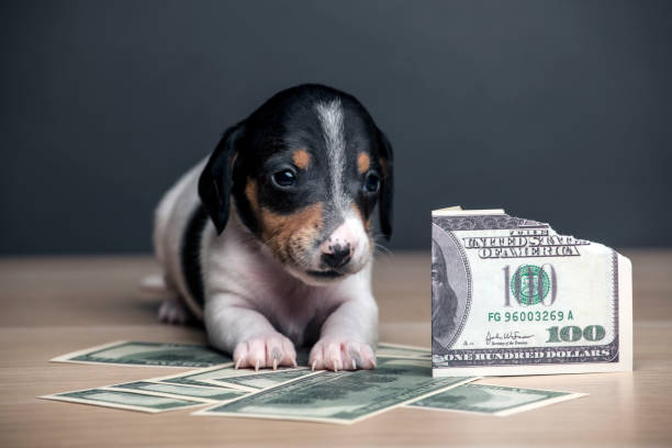 istock image of dog money dark background 1212052995