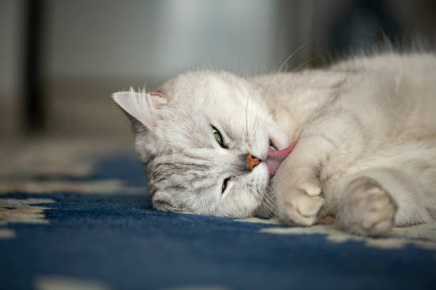 istock Beautiful Lazy British Shorthair Cat 1212055619