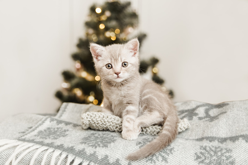 Small cute kitten is sitting on the plaid.Christmas tree background.Copy space.