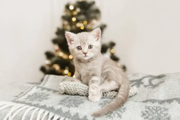 Photo of Small cute kitten is sitting on the plaid.Christmas tree background.Copy space.