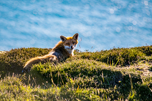 An encounter with a wild red fox British mammal, on the Isle of Wight, UK. Showing habitat and environment as it lives on the coastline cliff top