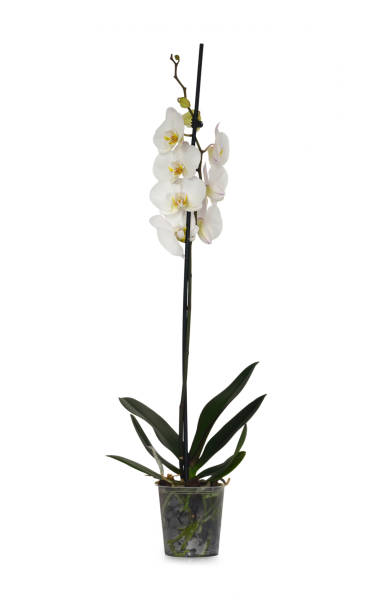 istock Orchid in flowerpot isolated on white background 1212058459
