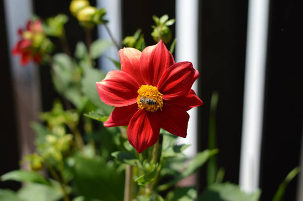 Red dahlia blooming in the garden