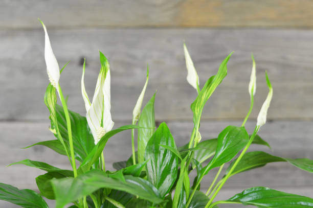 istock Flowering peace lily against wooden background 1212058602