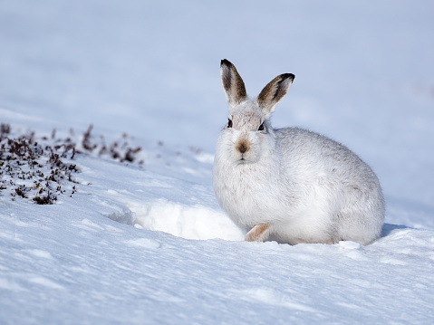 Mountain hare, Lepus timidus, single white hare in snow,           Scotland, March 2020