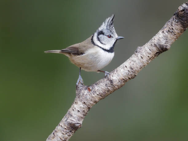 istock Crested tit, Parus cristatus 1212058651