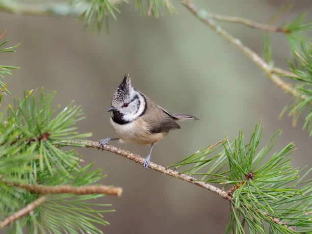 istock Crested tit, Parus cristatus 1212058666