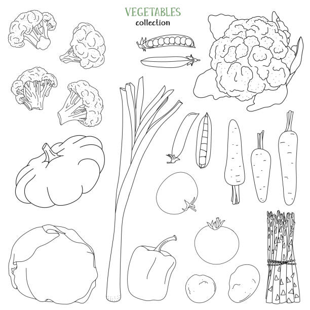 野菜をセット。白い背景に黒い輪郭。 - asparagus vegetable white background freshness点のイラスト素材／クリップアート素材／マンガ素材／アイコン素材