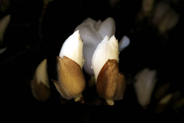 istock Buds of White magnolia in the rain at spring night 1212058818