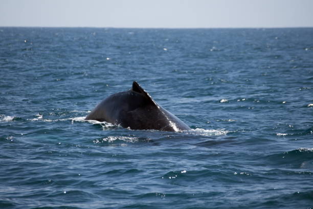 istock Dorsal fin of a humpback whale 1212059981