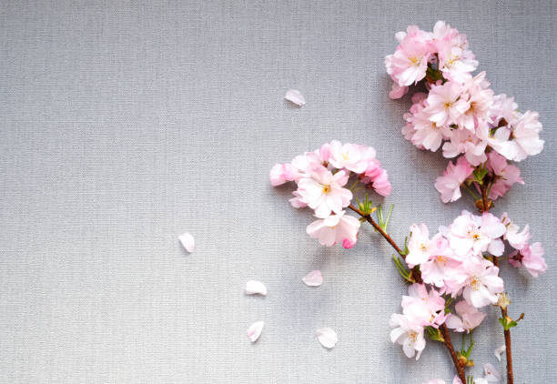 светло-розовый цветущий сакука ветви дерева, нежные весенние цветы плоские лежал - sakura стоковые ф�ото и изображения