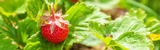 イチゴ工場の工業栽培。夏の庭のベッドで熟した赤い果物イチゴとブッシュ。農場でのベリーの自然な成長。エコヘルシーオーガニック食品コンセプトの背景 バナー - strawberry plant bush cultivated ストックフォトと画像
