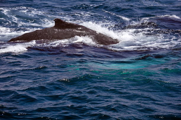 istock Dorsal fin of a humpback whale 1212060042