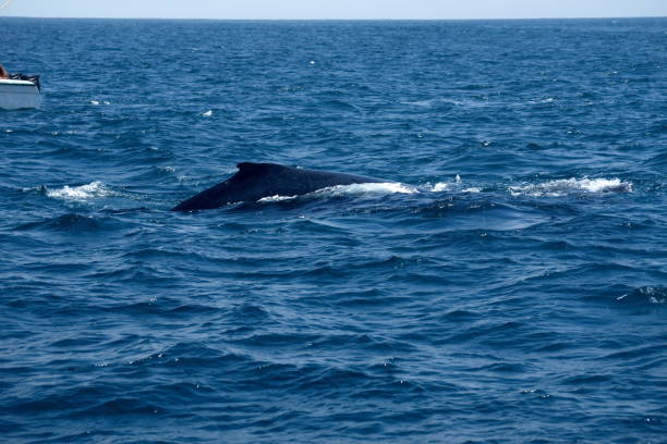 istock Dorsal fin of a humpback whale 1212060090
