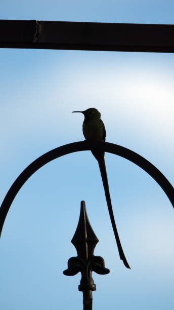 istock Black-tailed trainbearer in silhouette 1212060858