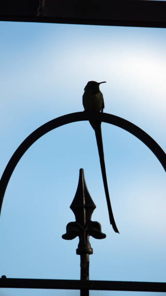 istock Black-tailed trainbearer in silhouette 1212060869