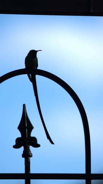 istock Black-tailed trainbearer in silhouette 1212060880