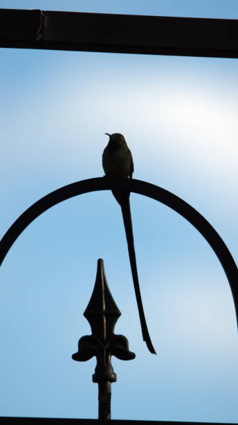 istock Black-tailed trainbearer in silhouette 1212060890