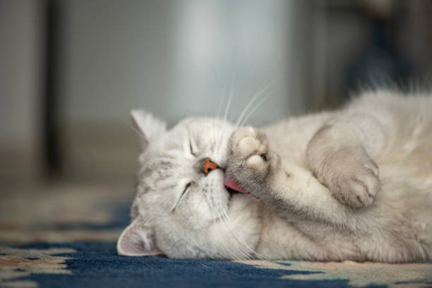 istock Beautiful Lazy British Shorthair Cat 1212060896