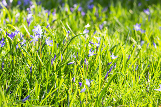 istock Beautiful blue scilla siberica early flowers in a spring forest against sunlight. Spring blurred background. 1212061884