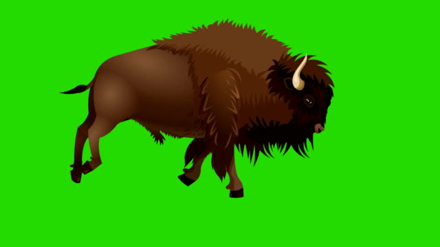 Bison Run cycle animation