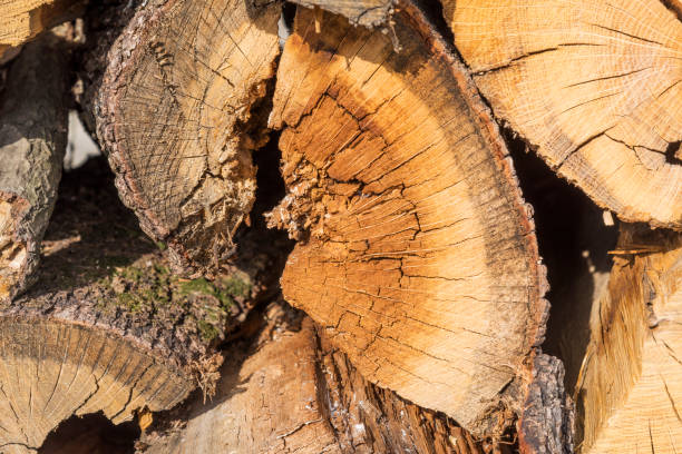 Close-up obsolete tractor tire pattern.Wooden log stacks backgrounds
