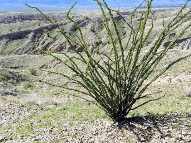 istock Ocotillo in Anza-Borrego Desert State Park, California 1212064433