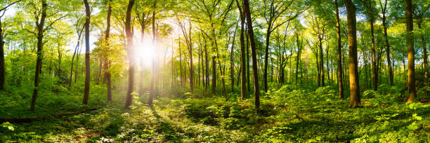 красивый лес - glade forest panoramic tree стоковые фото и изображения