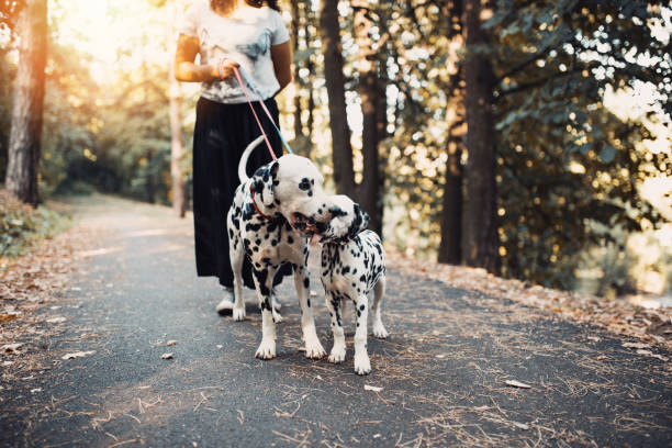 istock Young woman with dogs 1212066420