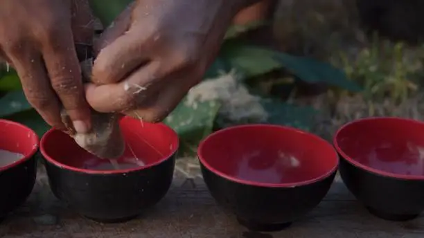 Photo of local young black man preparing kava juice drink at a tropical island of Vanuatu in the south pacific ocean during the afternoon by squeezing it to small cups