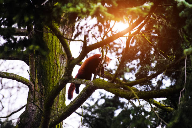 istock Portrait of a Red Panda ( Ailurus fulgens ) 1212071166