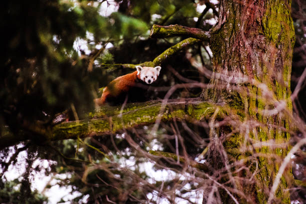 istock Portrait of a Red Panda ( Ailurus fulgens ) 1212071169