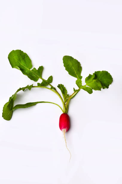 istock Red garden radish isolated on white background 1212071223