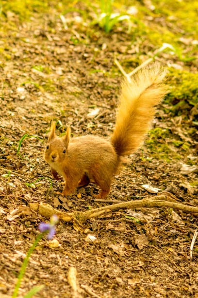 istock Wild red squirrel in woodland 1212071368
