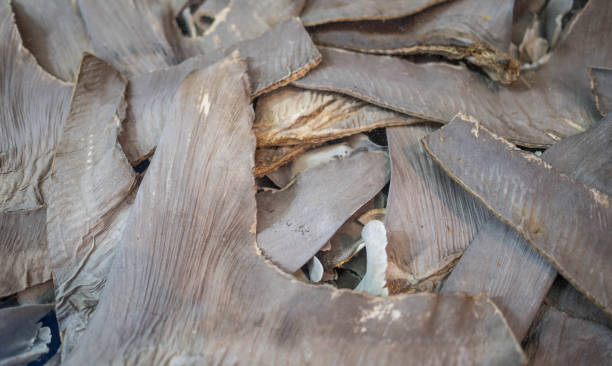 Dried shark fin food ingredient at shop in China town in Bangkok, stock photo