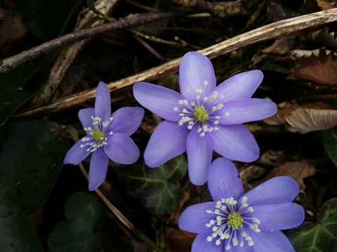 view from above, a group of rare flowering blue-violet liverwort flowers shine in the first morning light on the brown forest floor.