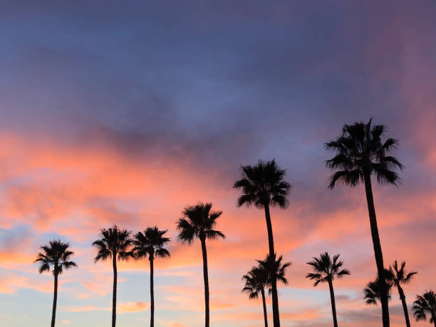 istock Beautiful California sunset with palm trees. 1212072438