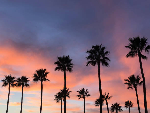 istock Beautiful California sunset with palm trees. 1212072446