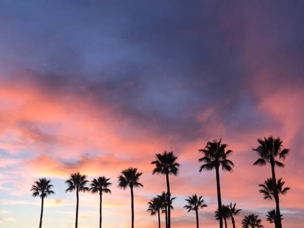 istock Beautiful California sunset with palm trees. 1212072954