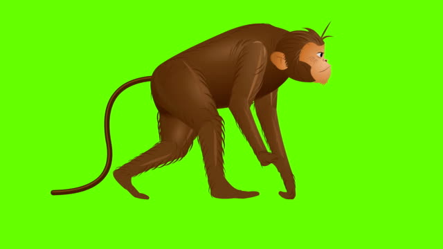 893 Cartoon Monkey Stock Videos and Royalty-Free Footage - iStock |  Thinking cartoon monkey